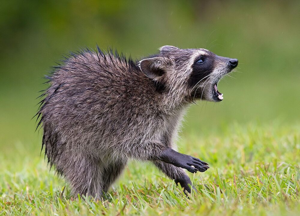 Енот-полоскун -Raccoon
