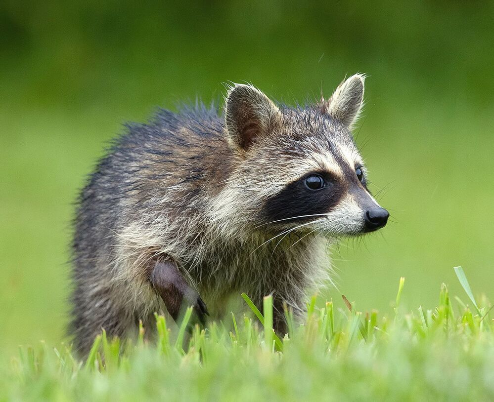 Енот-полоскун -Raccoon