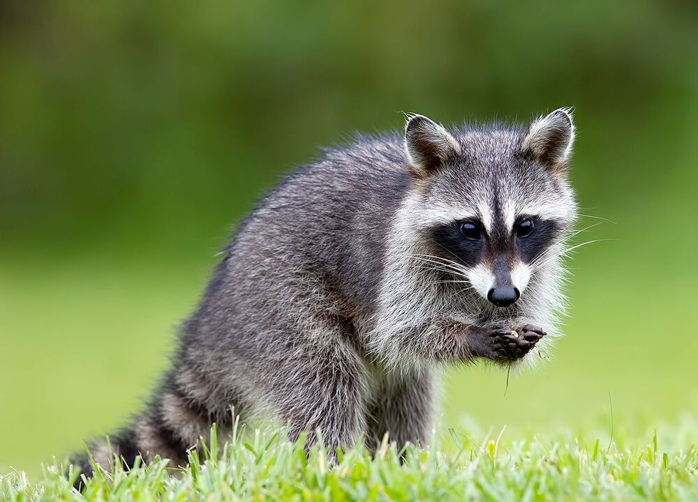 Енот-полоскун -Raccoon