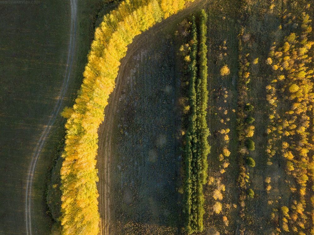 Осенняя гусеница