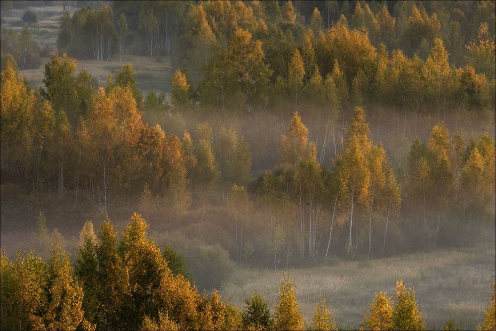 Сентябрьские берёзы в первых лучах
