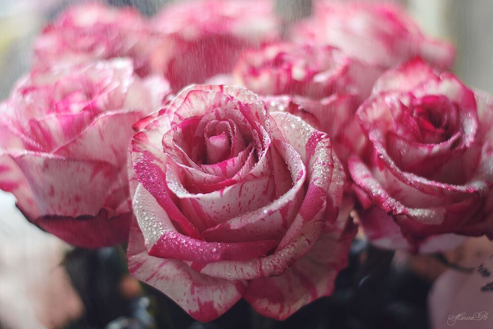 Roses