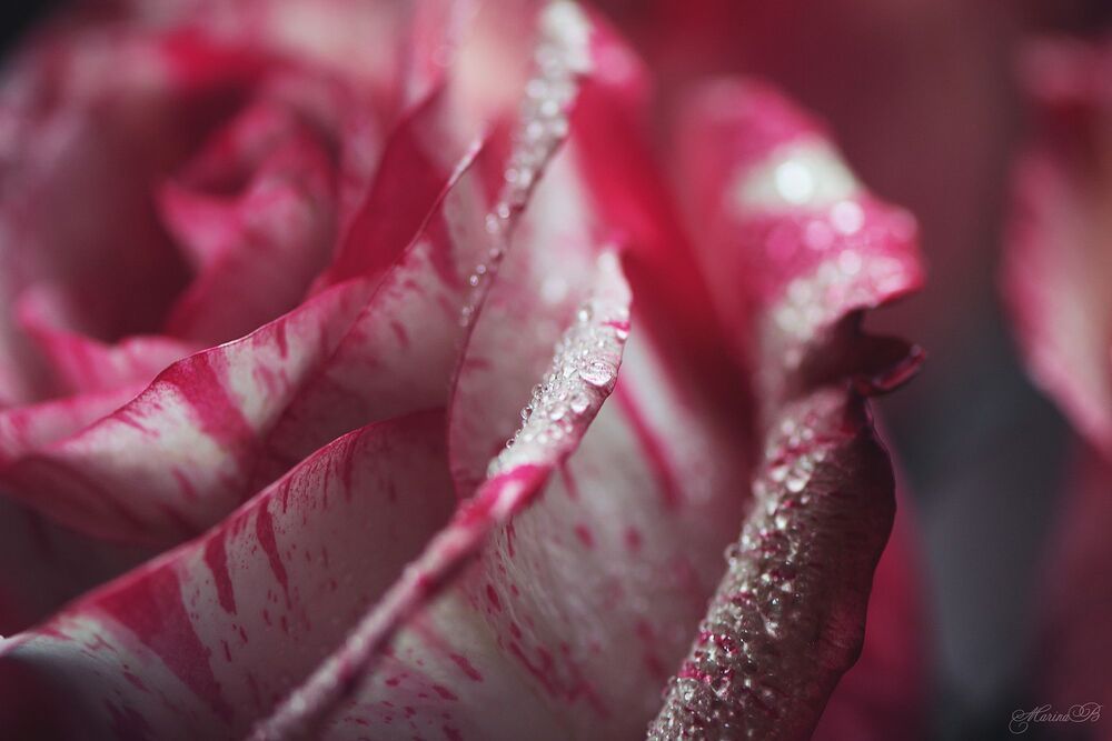 Roses