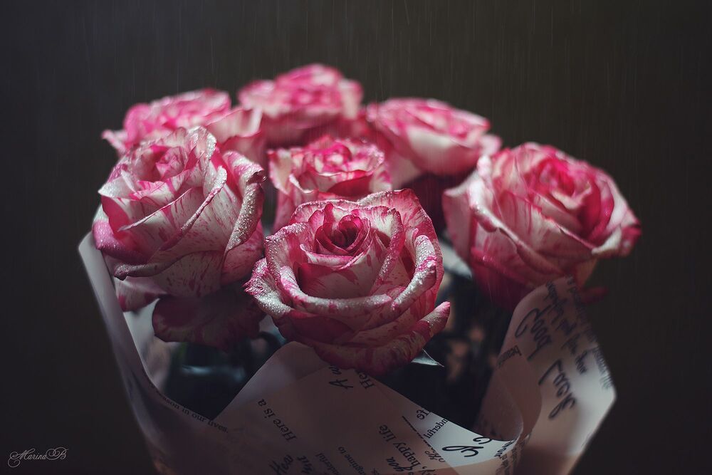 Roses