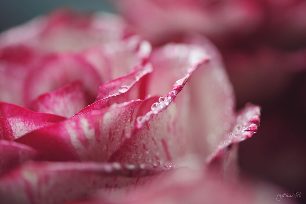 Roses