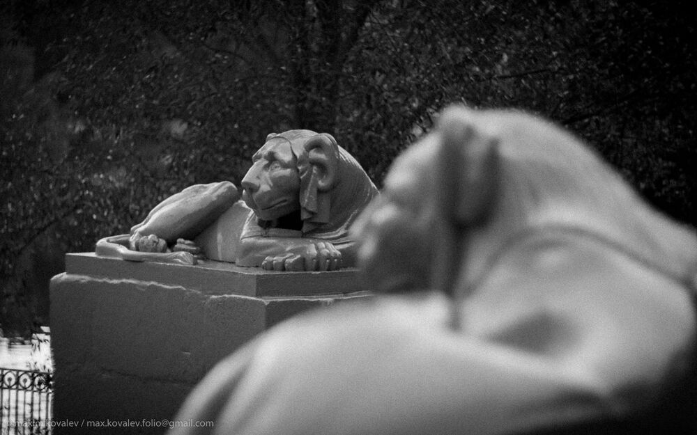 Львы на Львиной пристани / Lions at the  Lion's dock