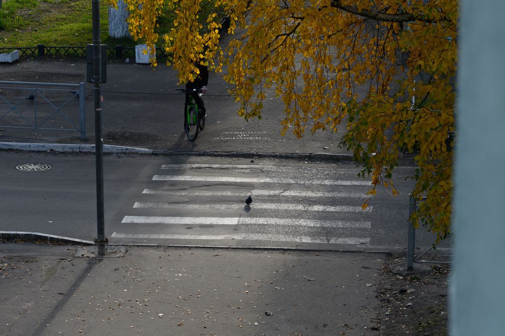 Зебра