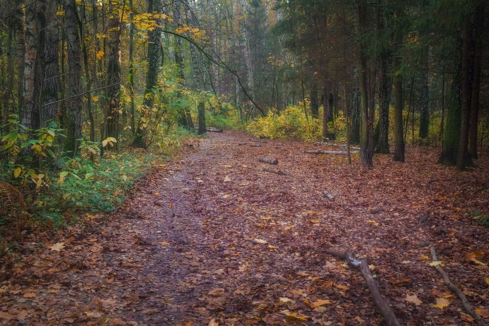 Осень. Таинственный лес.