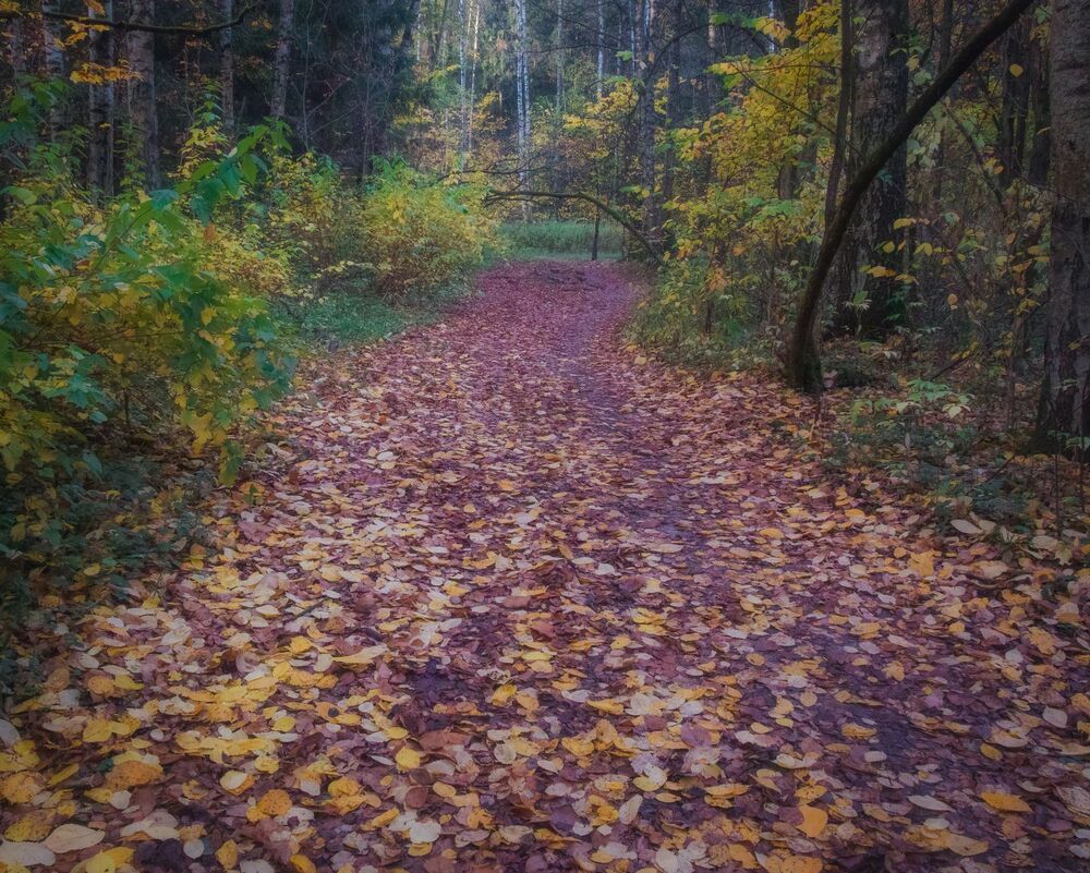 Осень. Таинственный лес.