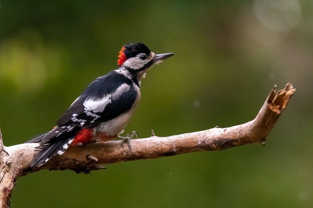 Great Spotted Woodpecker;Dendrocoposmajor; bird; woodpecker; birdphotography