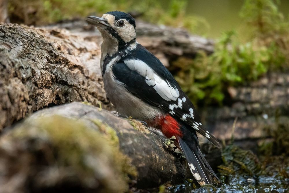 Great Spotted Woodpecker;Dendrocoposmajor; bird; woodpecker; birdphotography