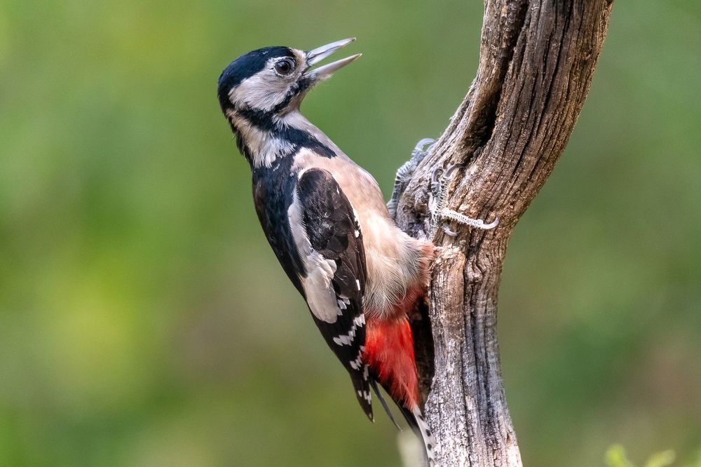 Great Spotted Woodpecker;Dendrocoposmajor; bird; woodpecker; birdphotography