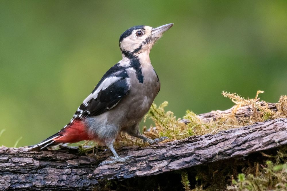 Great Spotted Woodpecker;Dendrocoposmajor; bird; woodpecker; birdphotography