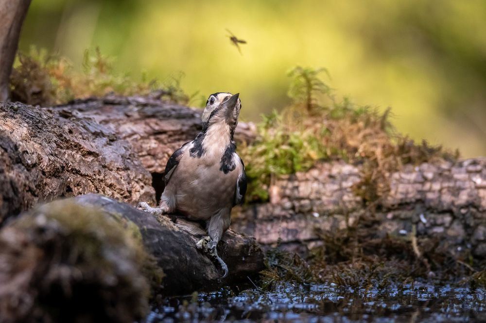 Great Spotted Woodpecker;Dendrocoposmajor; bird; woodpecker; birdphotography