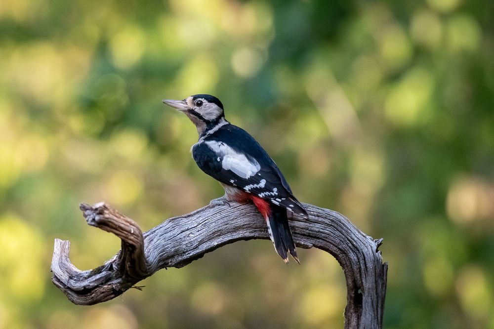 Great Spotted Woodpecker;Dendrocoposmajor; bird; woodpecker; birdphotography
