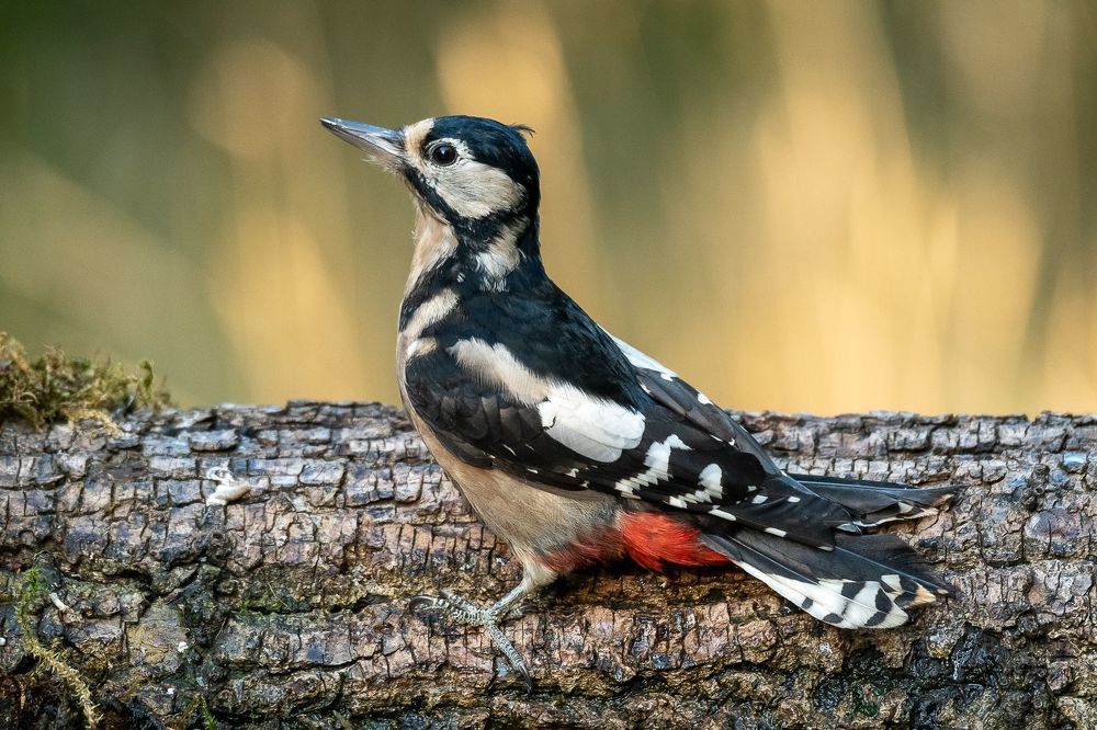 Great Spotted Woodpecker;Dendrocoposmajor; bird; woodpecker; birdphotography