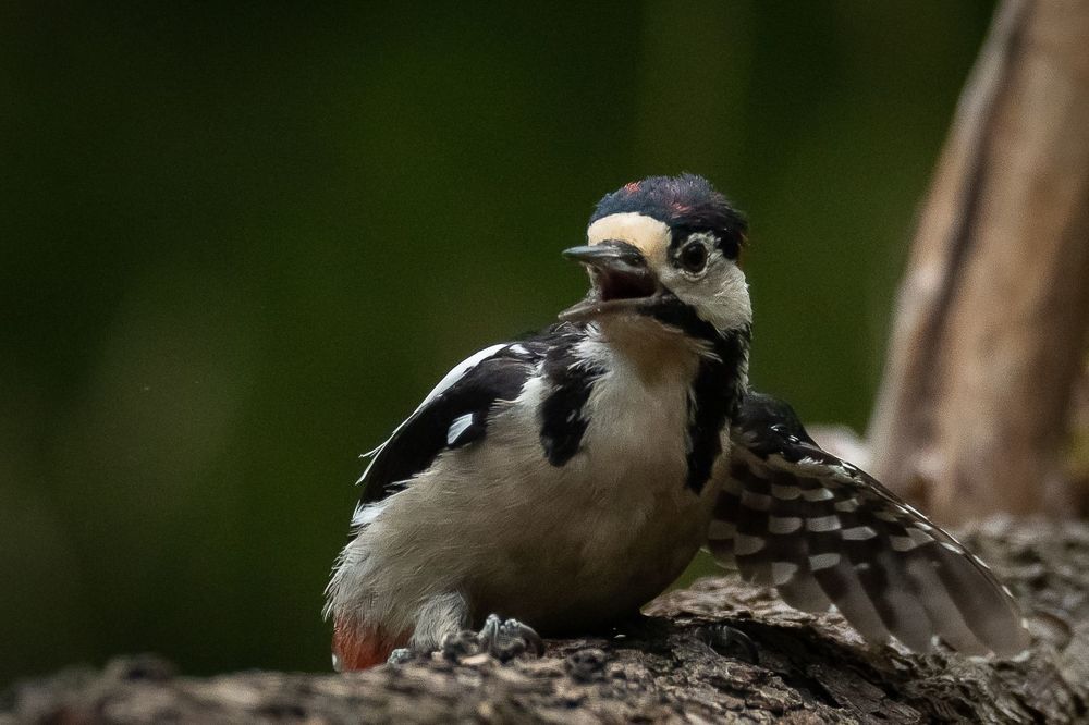 Great Spotted Woodpecker;Dendrocoposmajor; bird; woodpecker; birdphotography