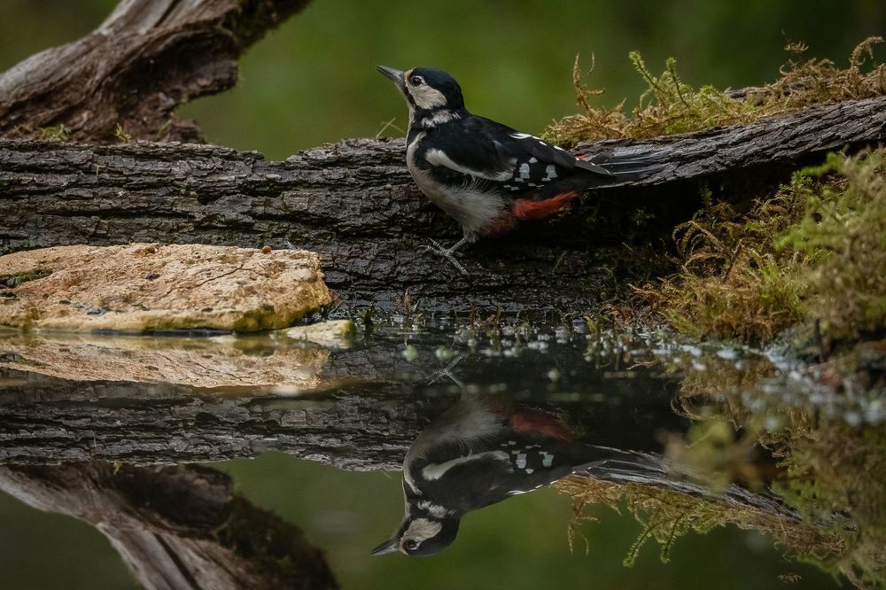 Great Spotted Woodpecker;Dendrocoposmajor; bird; woodpecker; birdphotography