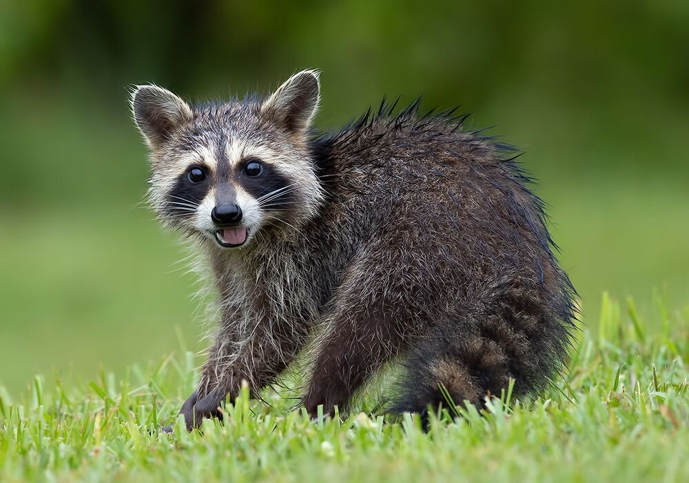 Малыши Енот-полоскун -Raccoon