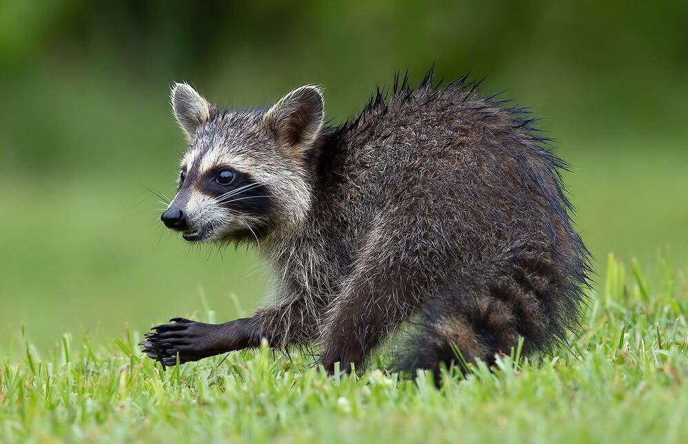 Малыши Енот-полоскун -Raccoon