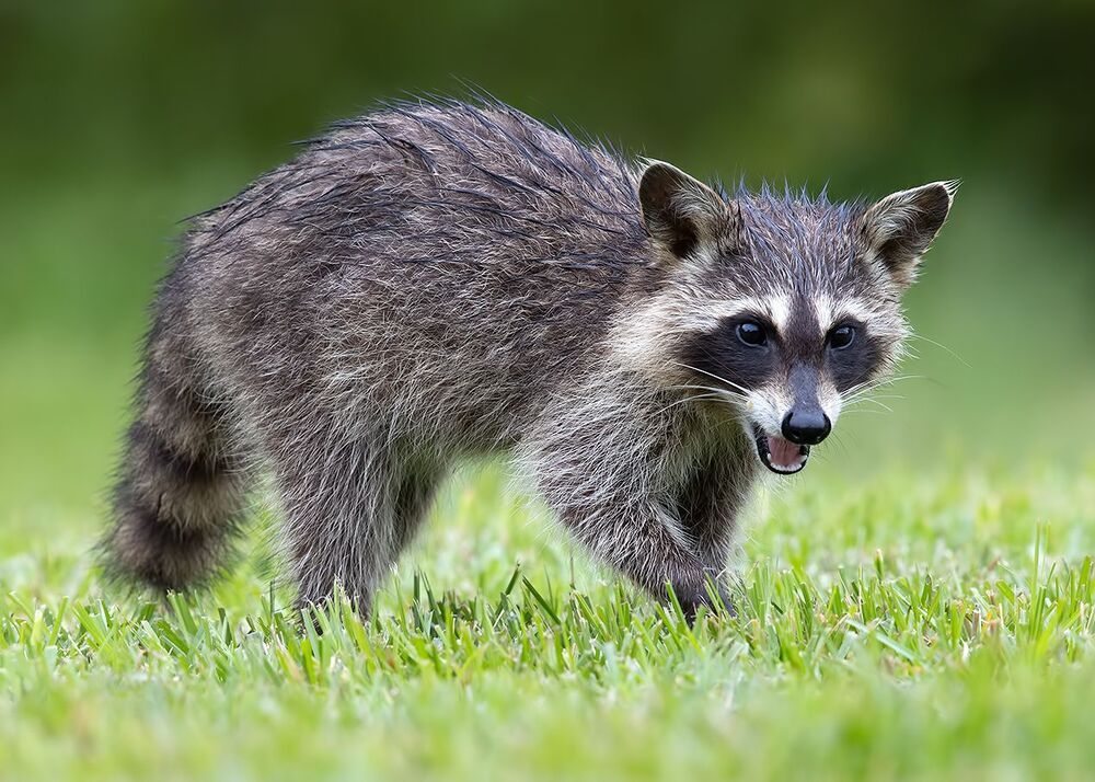 Малыши Енот-полоскун -Raccoon