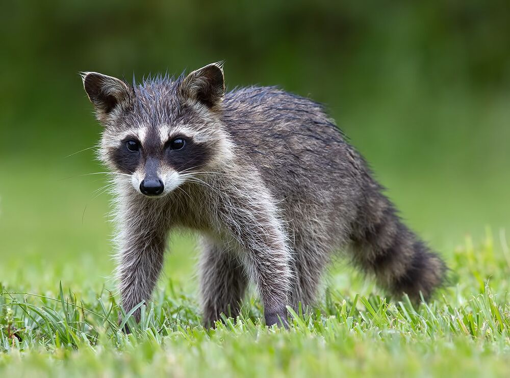 Малыши Енот-полоскун -Raccoon