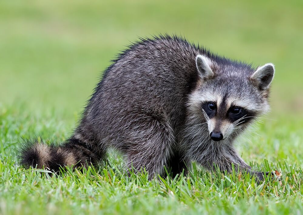 Малыши Енот-полоскун -Raccoon