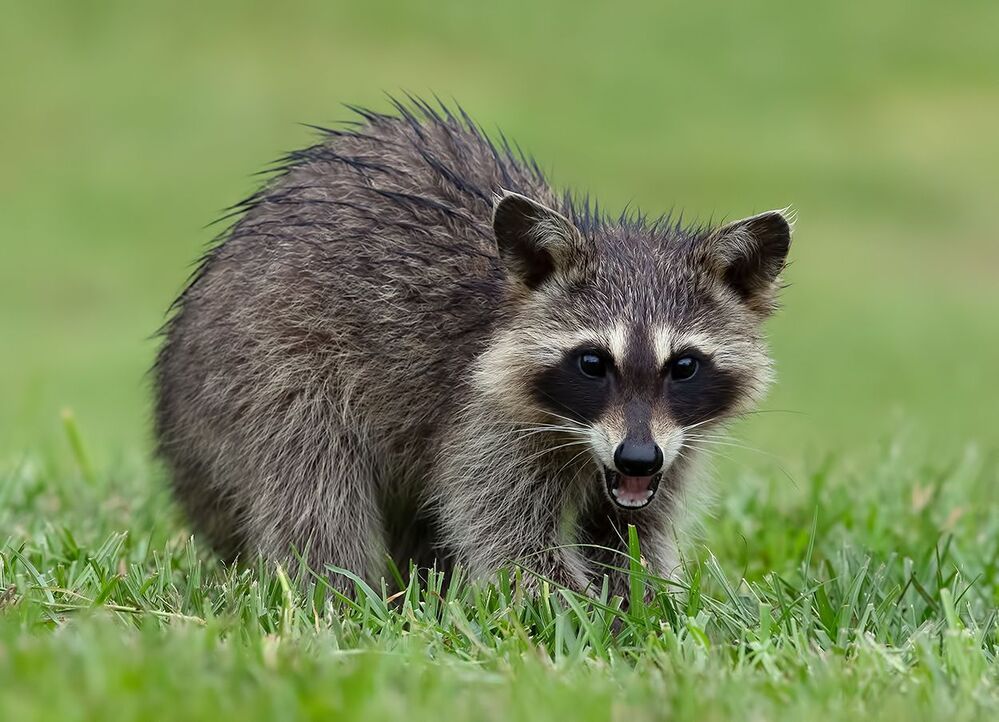 Малыши Енот-полоскун -Raccoon