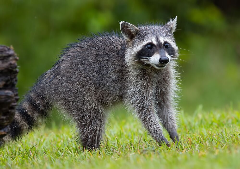 Малыши Енот-полоскун -Raccoon