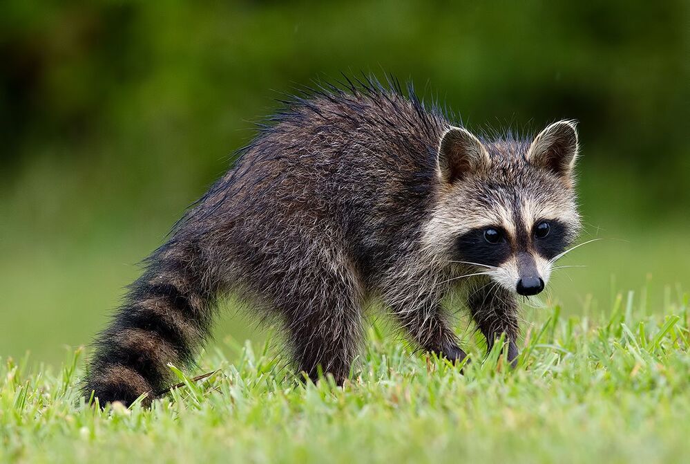 Малыши Енот-полоскун -Raccoon