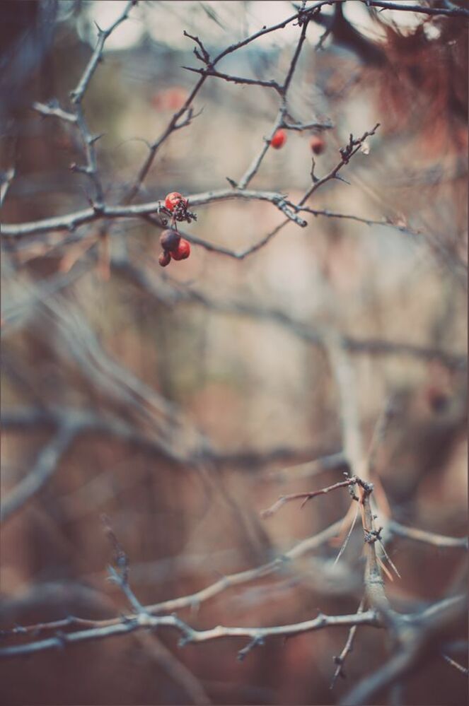 briar