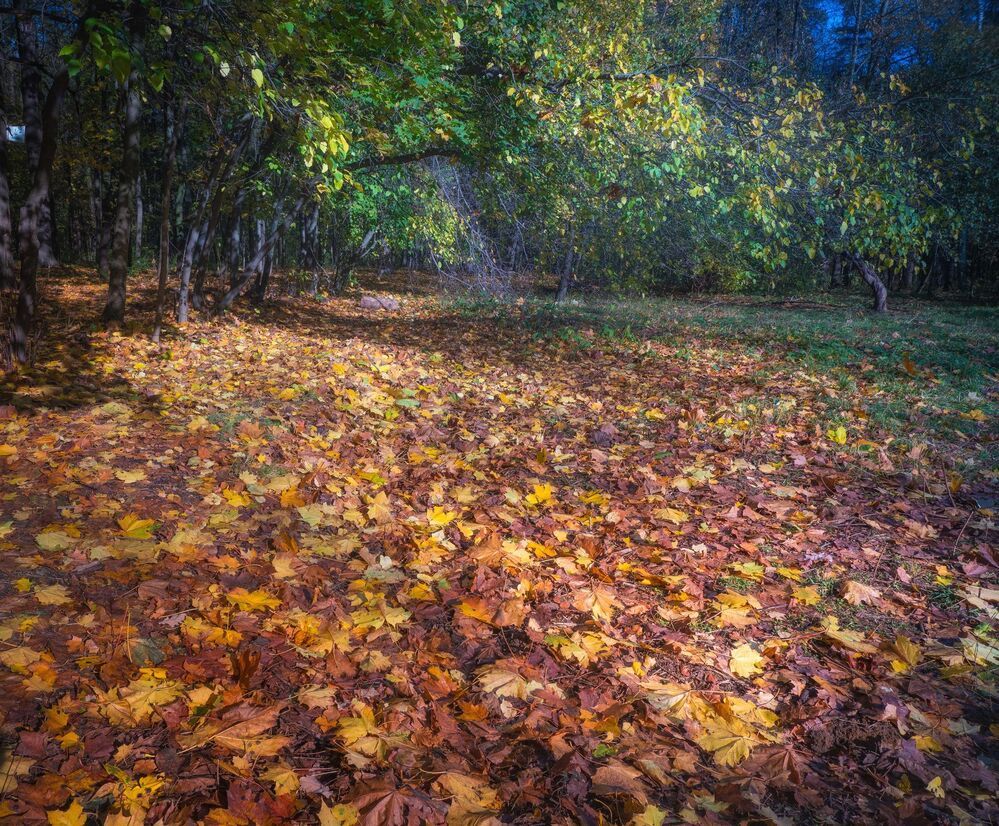 В осеннем парке