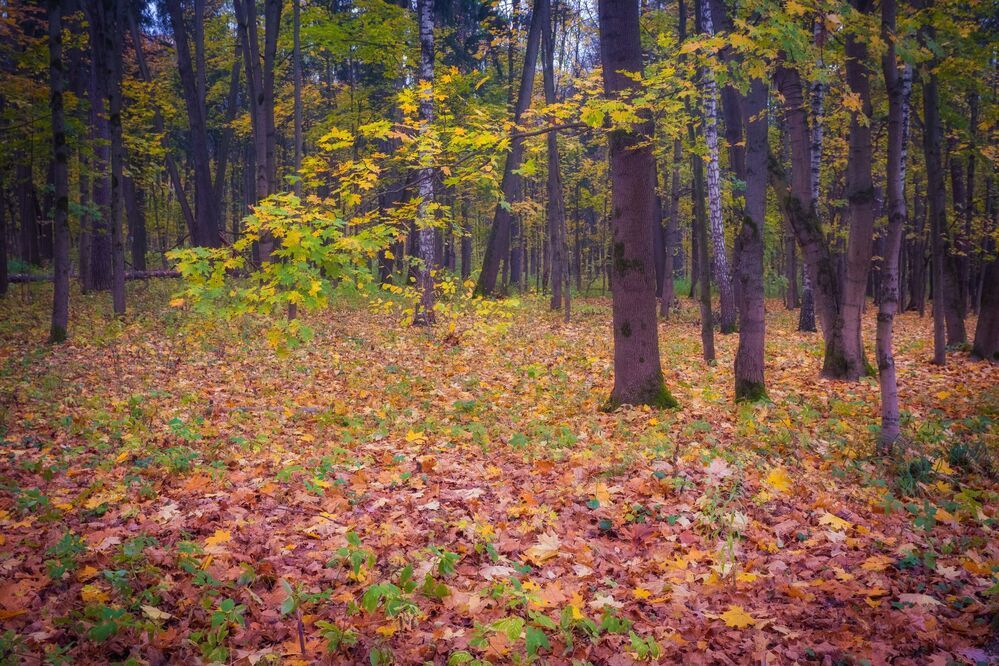 В осеннем парке