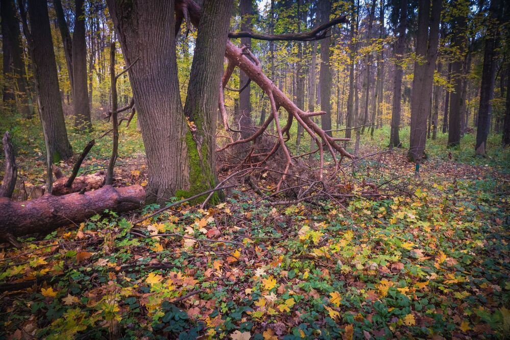 В осеннем парке