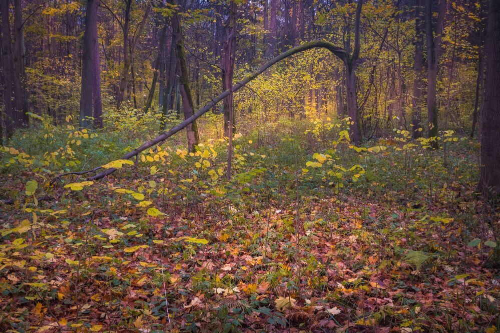 В осеннем парке