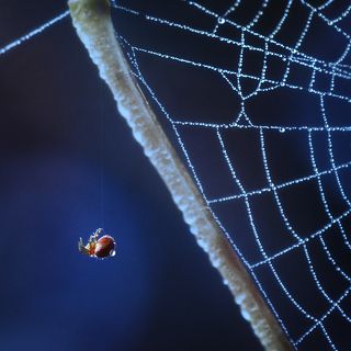 Паутинкоплет обыкновенный :)