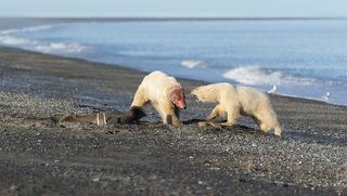 рычит на старшего