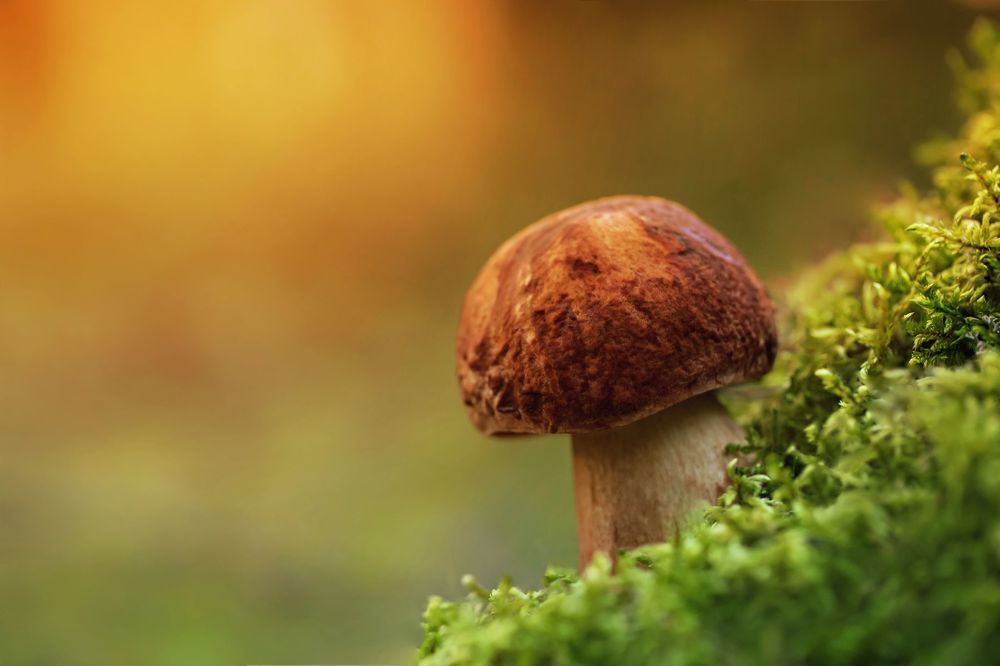 The Warm Mushrooms