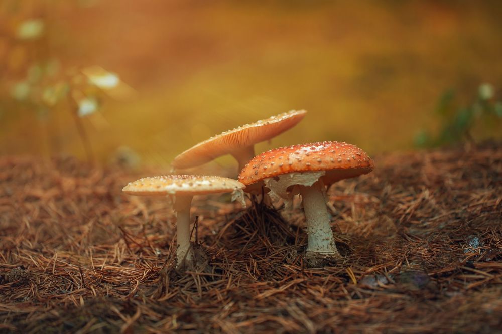 The Warm Mushrooms