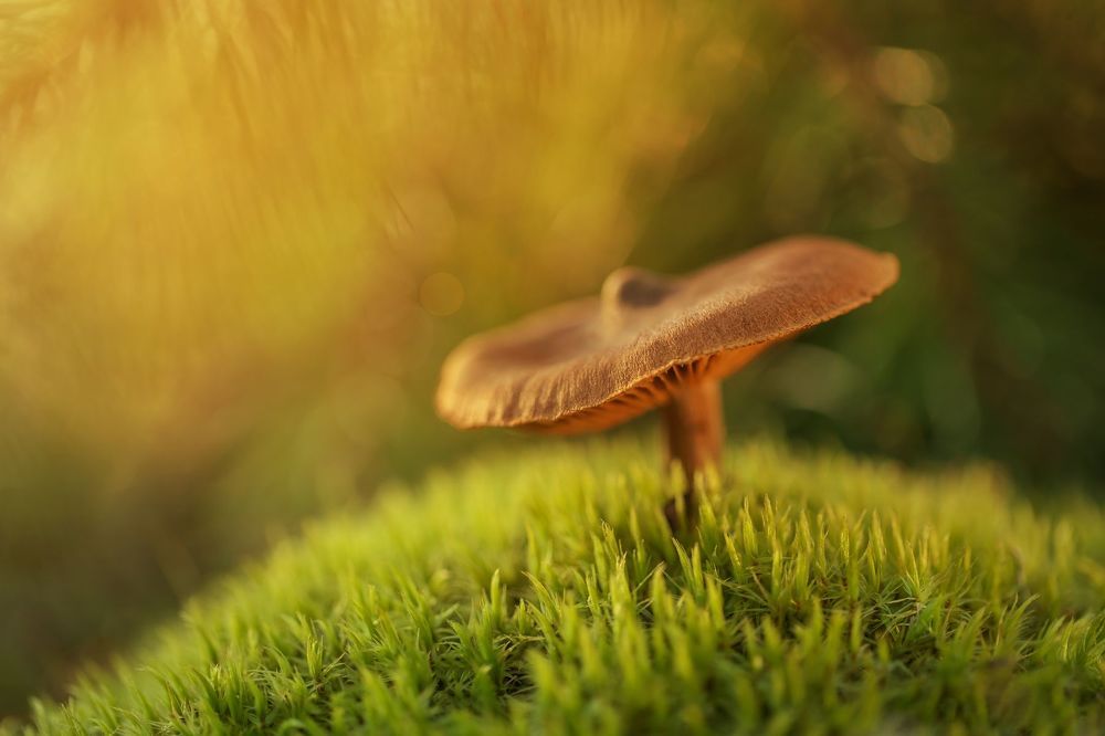 The Warm Mushrooms