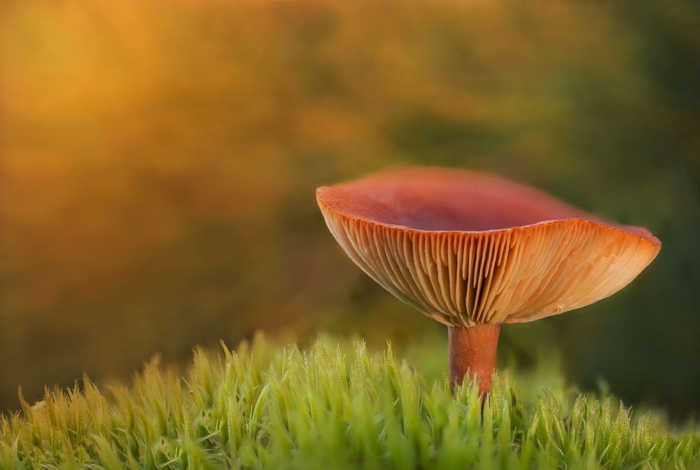 The Warm Mushrooms