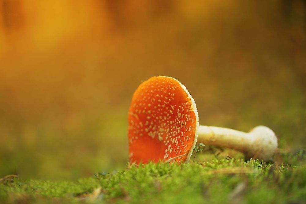 The Warm Mushrooms