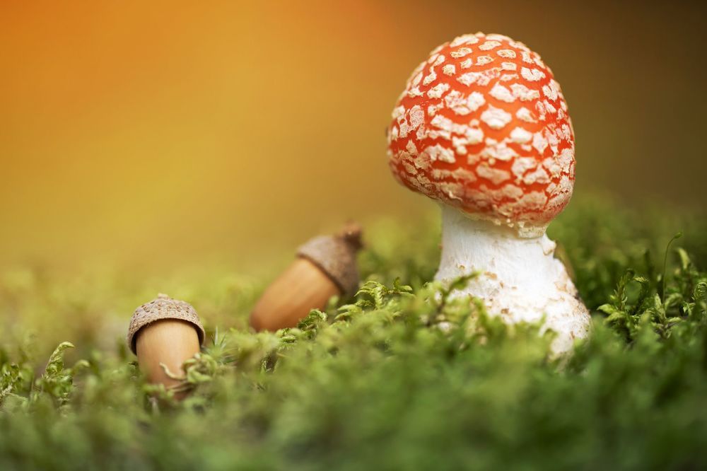 The Warm Mushrooms