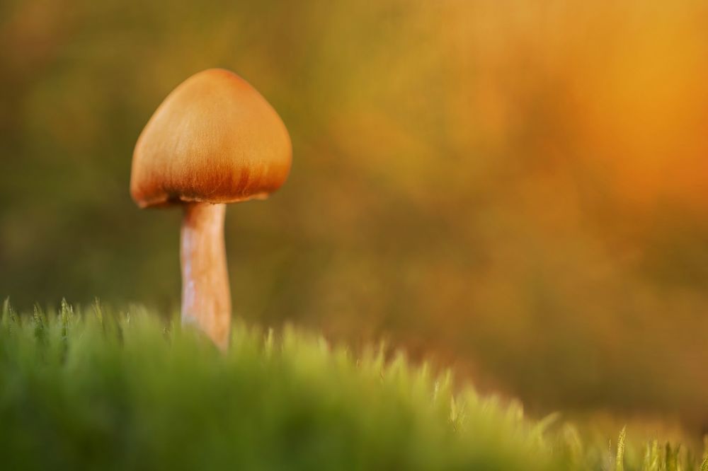 The Warm Mushrooms