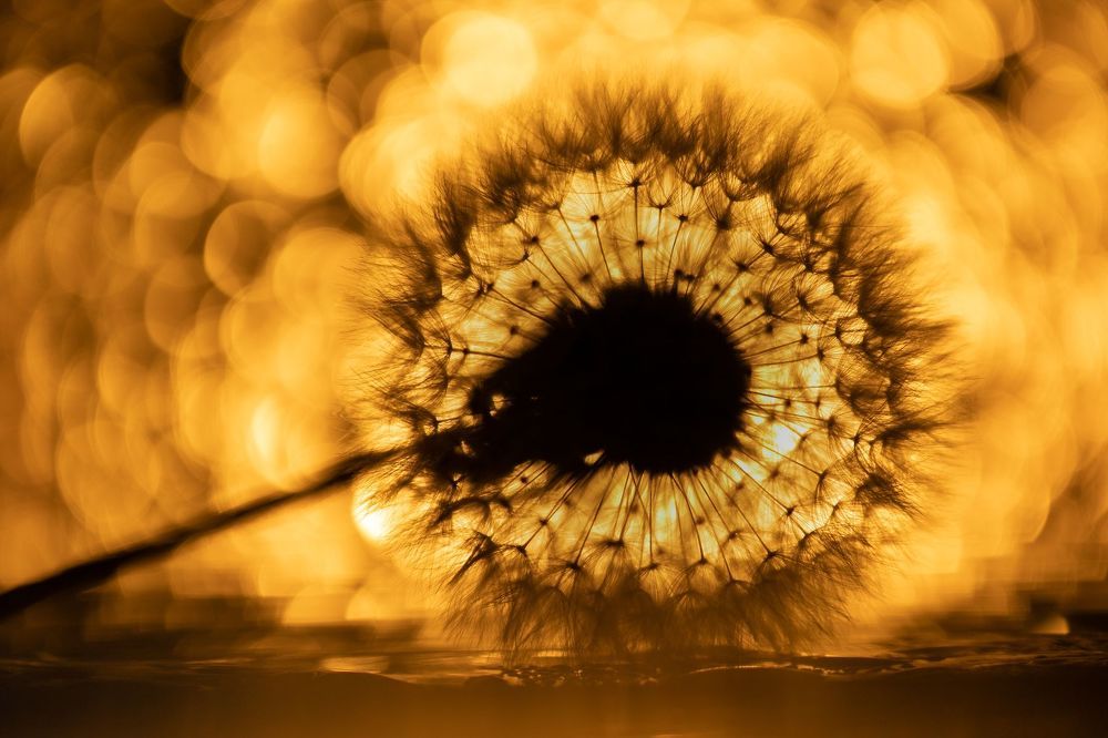 The Rainy Sun