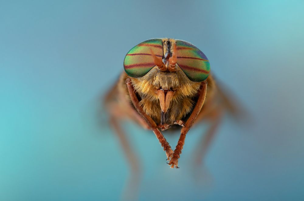The Insects