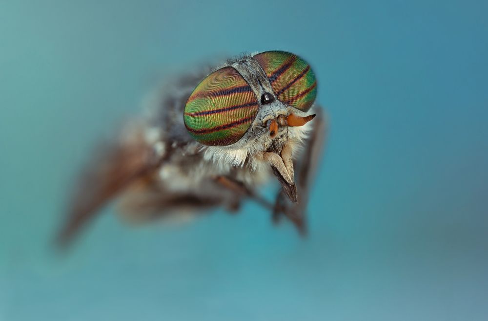 The Insects