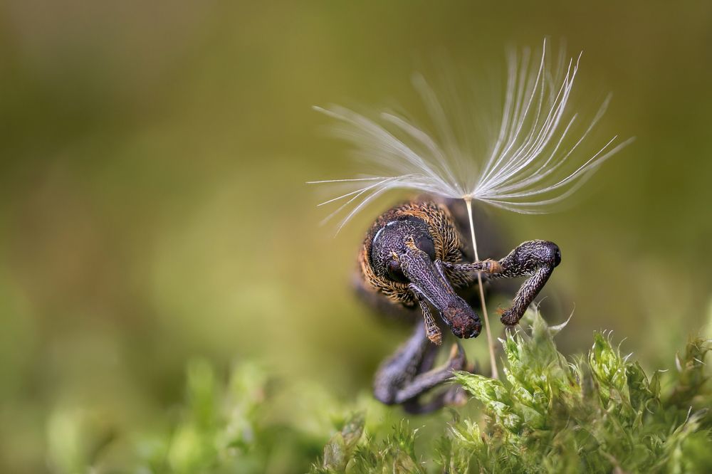 The Insects