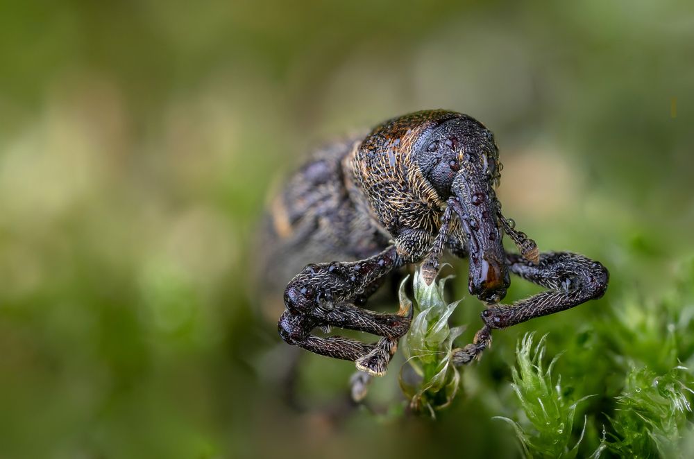 The Insects