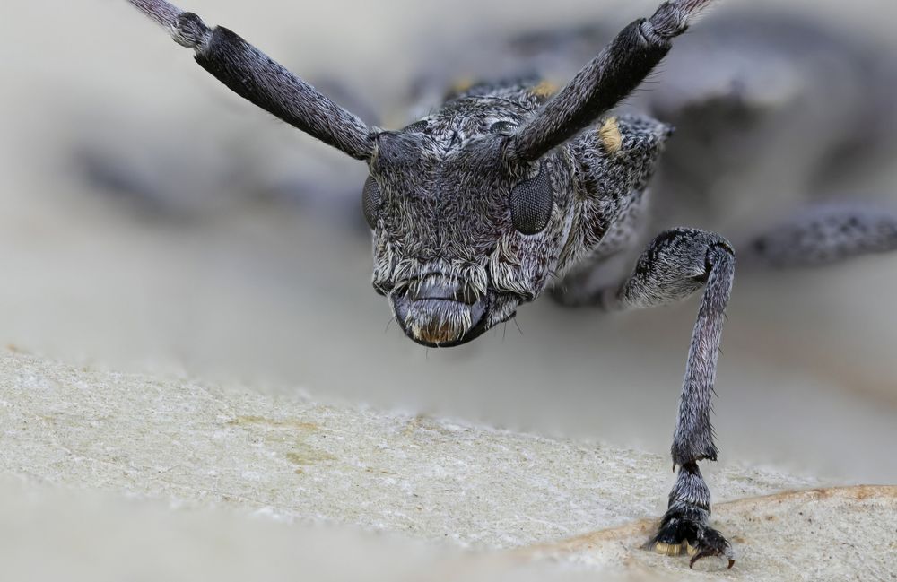 The Insects